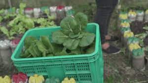 Vegetable Garden In Samar Philippines