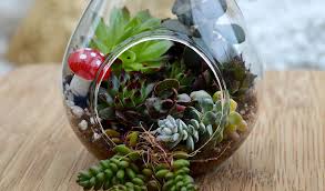 How To Make A Succulent Terrarium