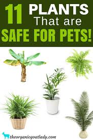 11 House Plants Safe For Cats And Dogs