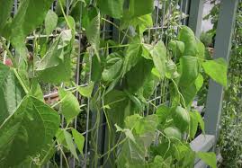 Vertical Gardening Grow More