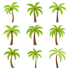 Coconut Tree Cartoon Vector Images