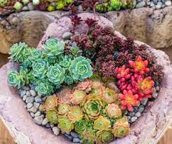 How To Grow Succulent Plants Outdoors