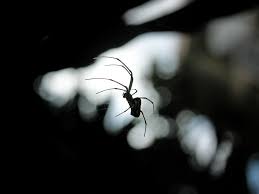 Are Spiders Good Or Bad In Our Homes