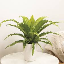 24 Best Indoor Plants Find Your