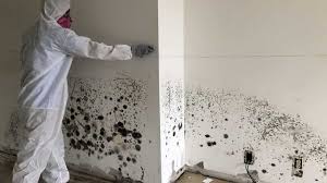 Mold Removal How To Detect And Remove