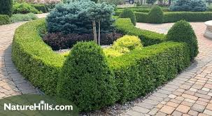 Creating A Formal Boxwood Hedge With