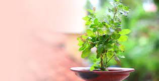 Tulsi Plant At Your Home As Per Vastu