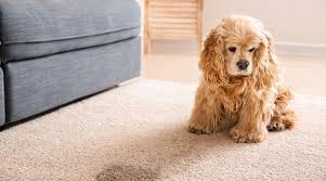 Removing Pet Urine Stains And Odors