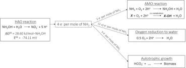 Ammonia Oxidizing Bacteria