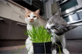Cat Grass What It Is How To Grow It