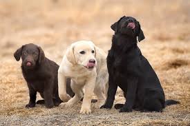 How To Train A Labrador Retriever Puppy