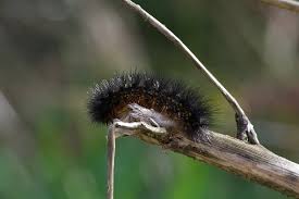 Houston S Black Fuzzy Caterpillars