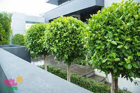 Ficus Hedging Topiary O O