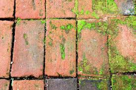 Get Rid Of Pavement Moss With No Need