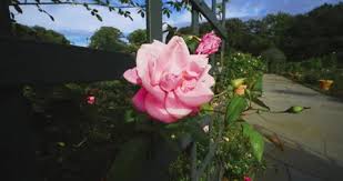 The New York Botanical Gardens Rose