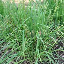 Catgrass Plant Dactylis Glomerata
