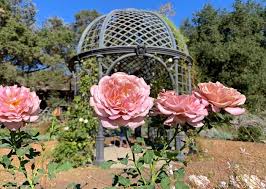 Descanso Gardens Has Over 1 600 Roses