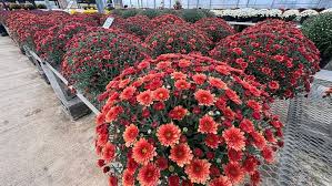 Columbus Good Day Gardening News