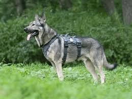 11 Best Tactical Dog Harnesses 2024