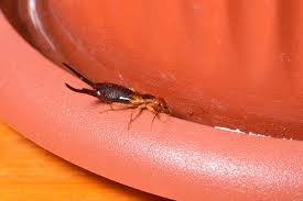 Earwigs In My House How To Get Rid Of