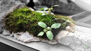 Moss Garden Miniature Table Top Self