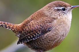 Wren Population