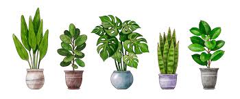 Houseplant Sketch Images Browse 26