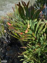 Sugar Bush Protea Repens Flower Leaf