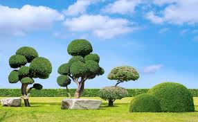 Big Bonsai With Topiary Trees
