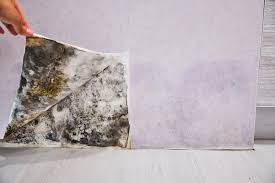 How To Identify Mold In Your Ottawa