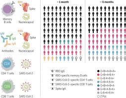 Immunological Memory To Sars Cov 2