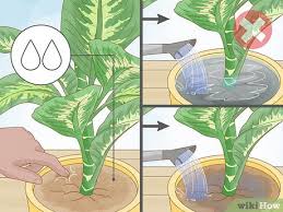 How To Prune Houseplants 11 Steps