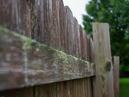 Green Algae Stains From Fence