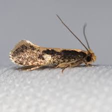 Pale Backed Clothes Moth Monopis