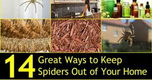 Keep Spiders Out Of Your Home Naturally