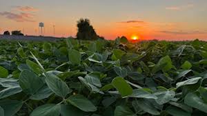 record hoosier soybean yield this