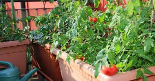 How To Grow Tomatoes In Containers