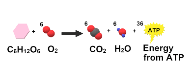 File Cellular Respiration Simple Png