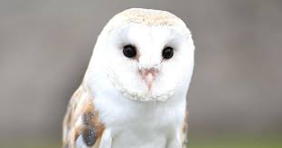 New Nest Box Scheme Barn Owls Pay