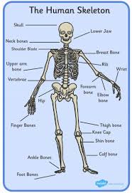 Irregular Bones Function Facts And