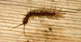 Centipedes Ohioline