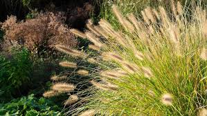 The Best Ornamental Grasses To Add To