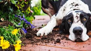 Dog Friendly Garden Tips For The