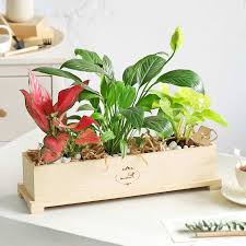 Buy Indoor Plants India Best