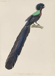 Bird Of Paradise 1835 By René