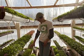 Deep Winter Greenhouse Grows Veggies