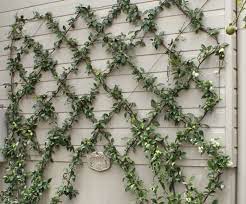Stainless Steel Wire Rope Trellis Wall
