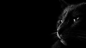 Black Cat Images Black Hd Wallpaper