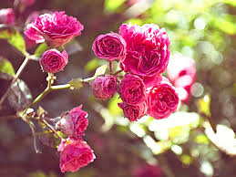 The Ultimate Guide To Growing Roses At