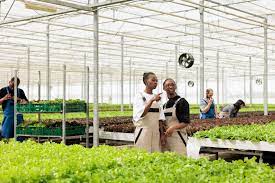 Hiring Ugandan Gardeners In United